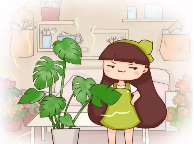 甲醛克星來(lái)了！吸收甲醛排行榜